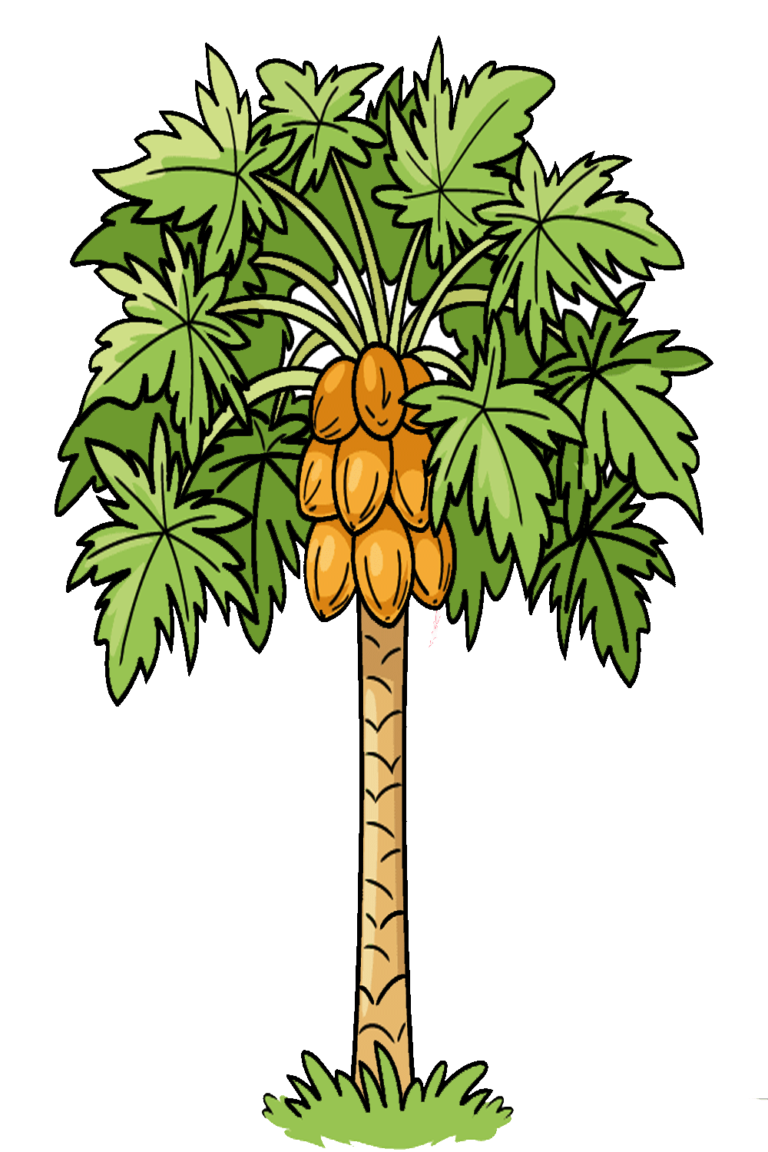 How to Draw Papaya Tree Drawing My Trending Story