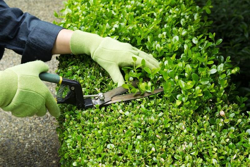 Comprehensive Guide to Landscaping Services in London